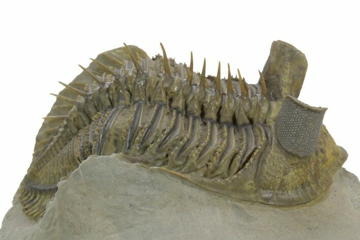 Spiny, Tower Eyed Erbenochile Trilobite - Morocco #353078